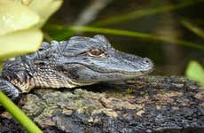 Escursione alle Everglades